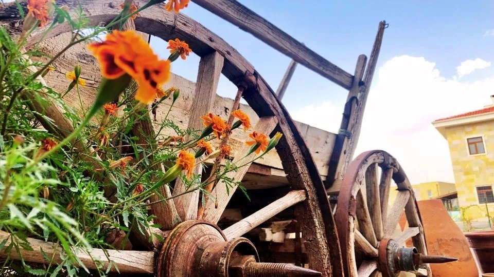 Flower-decorated carriage – Colorido Tours
