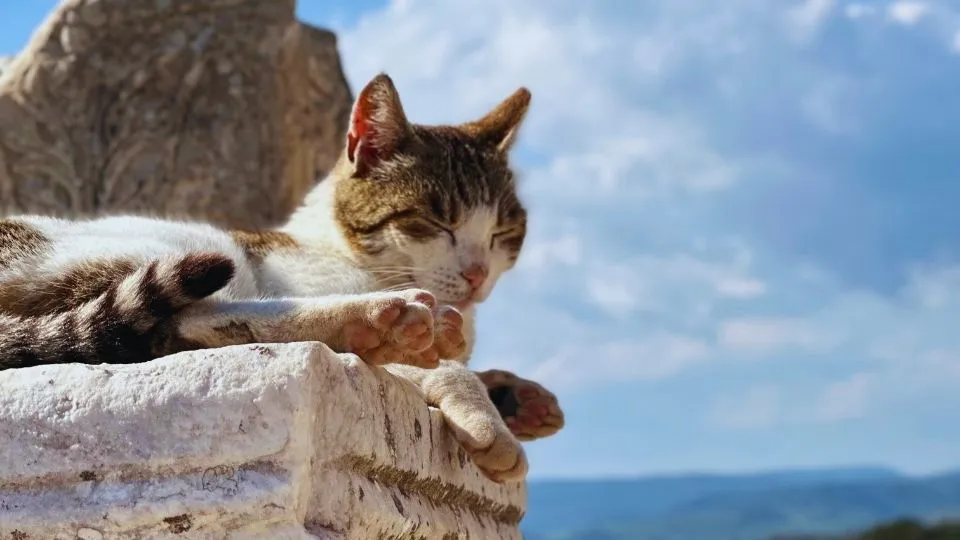 The cat of the ancient city of Ephesus – Colorido Tours
